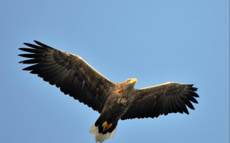 高安：车轮滚滚，驶向海外新“蓝海”